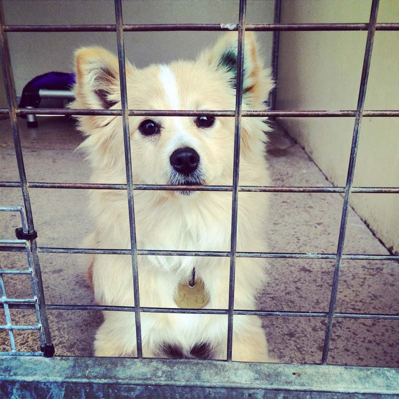 Lille hund i shelter