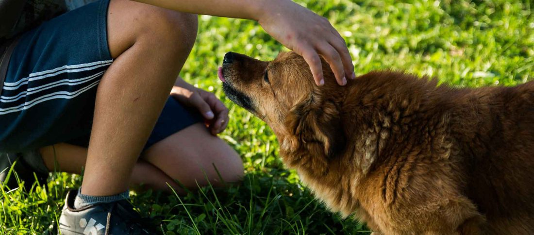Er den aggressive hund dominant? – DSKVE for Klinisk Veterinær Etologi