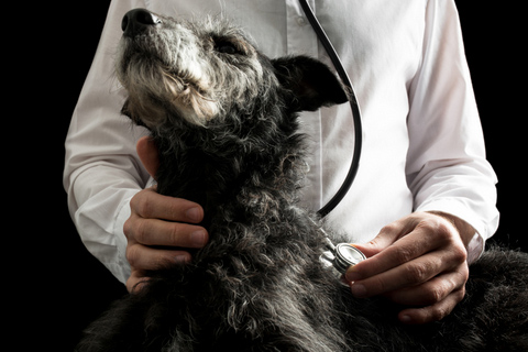 Hund hos dyrlæge