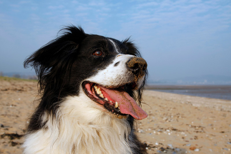 Hund på stranden
