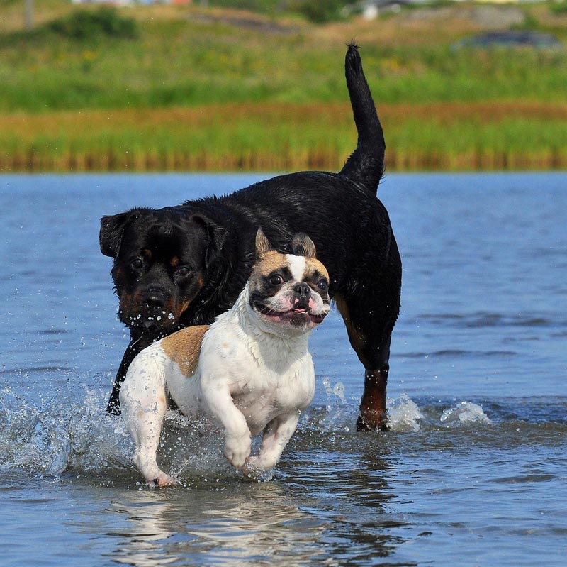 Hunde i vand